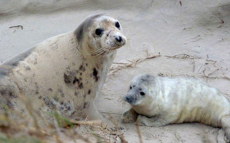 Het kan weer: zeehonden kijken bij de Punt van Reide