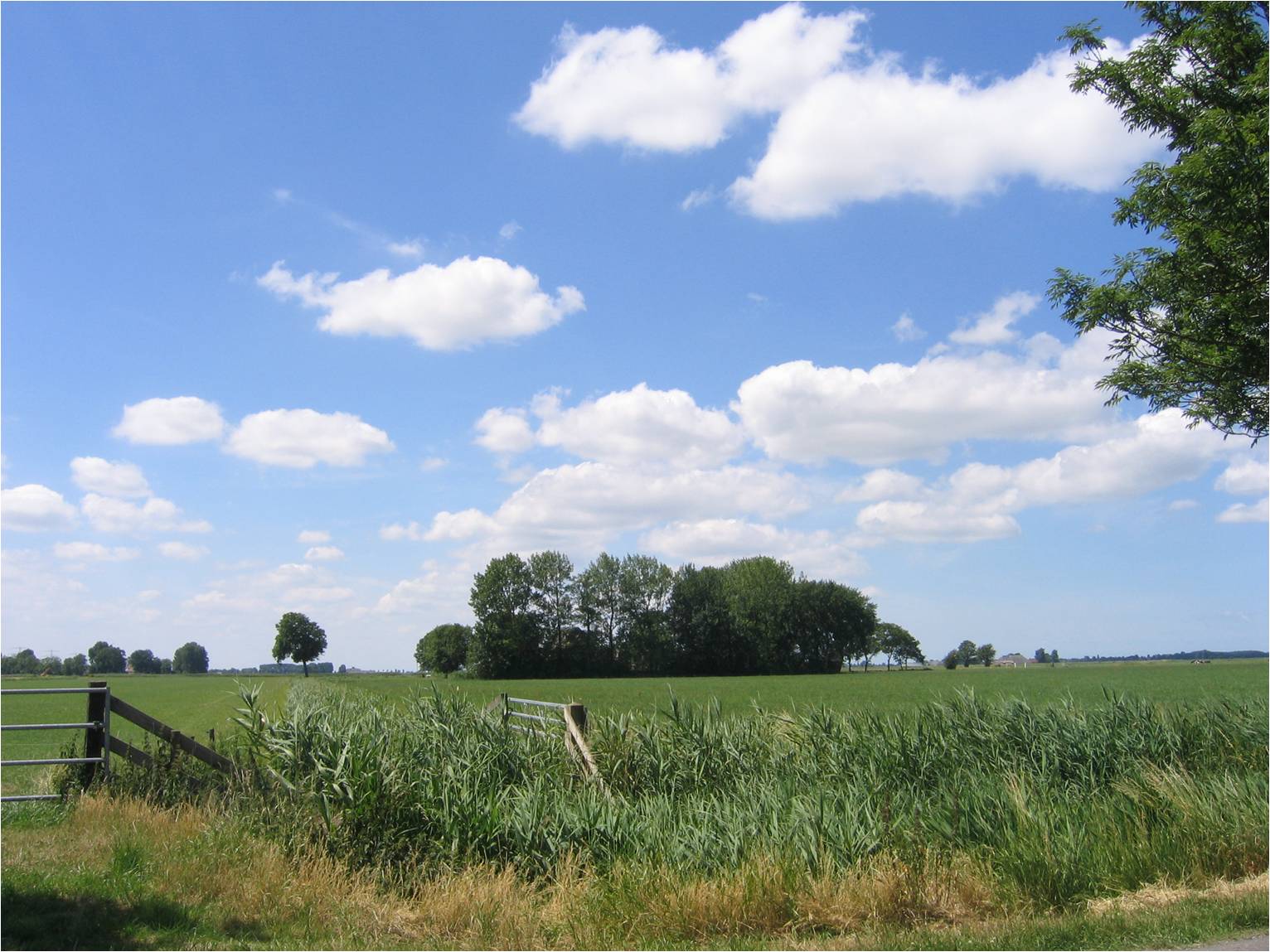 Toegankelijk buurtgroen beter voor psychische gezondheid