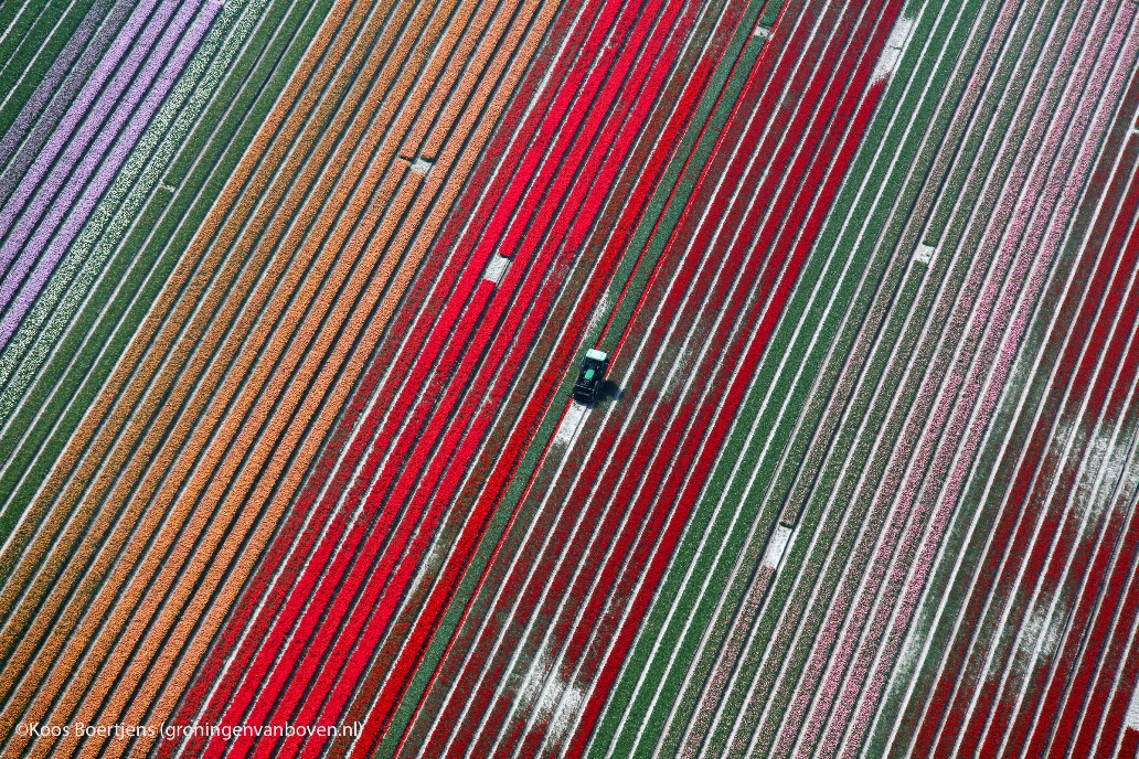 Bollenveld in bloei zorgt voor kleurrijk spektakel bij Uithuizermeeden