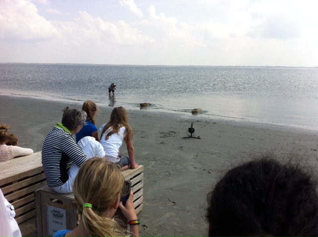 Zeehonden willen terug naar Zeehondencrèche Pieterburen