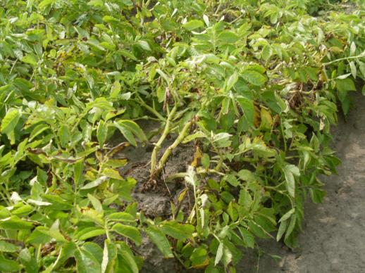 Groningse aardappelen beginnen te verdrogen