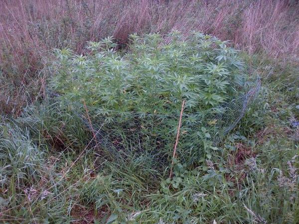 Politie vindt kleine hennepplantage in Vledderbos
