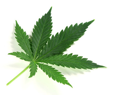 Politie vindt grote wietkwekerij middenin Groningse binnenstad