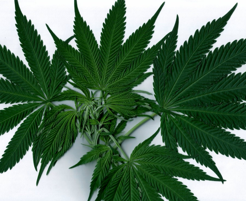 Handel in wiet bij Preadinius Gymnasium; 12-jarigen geïntimideerd