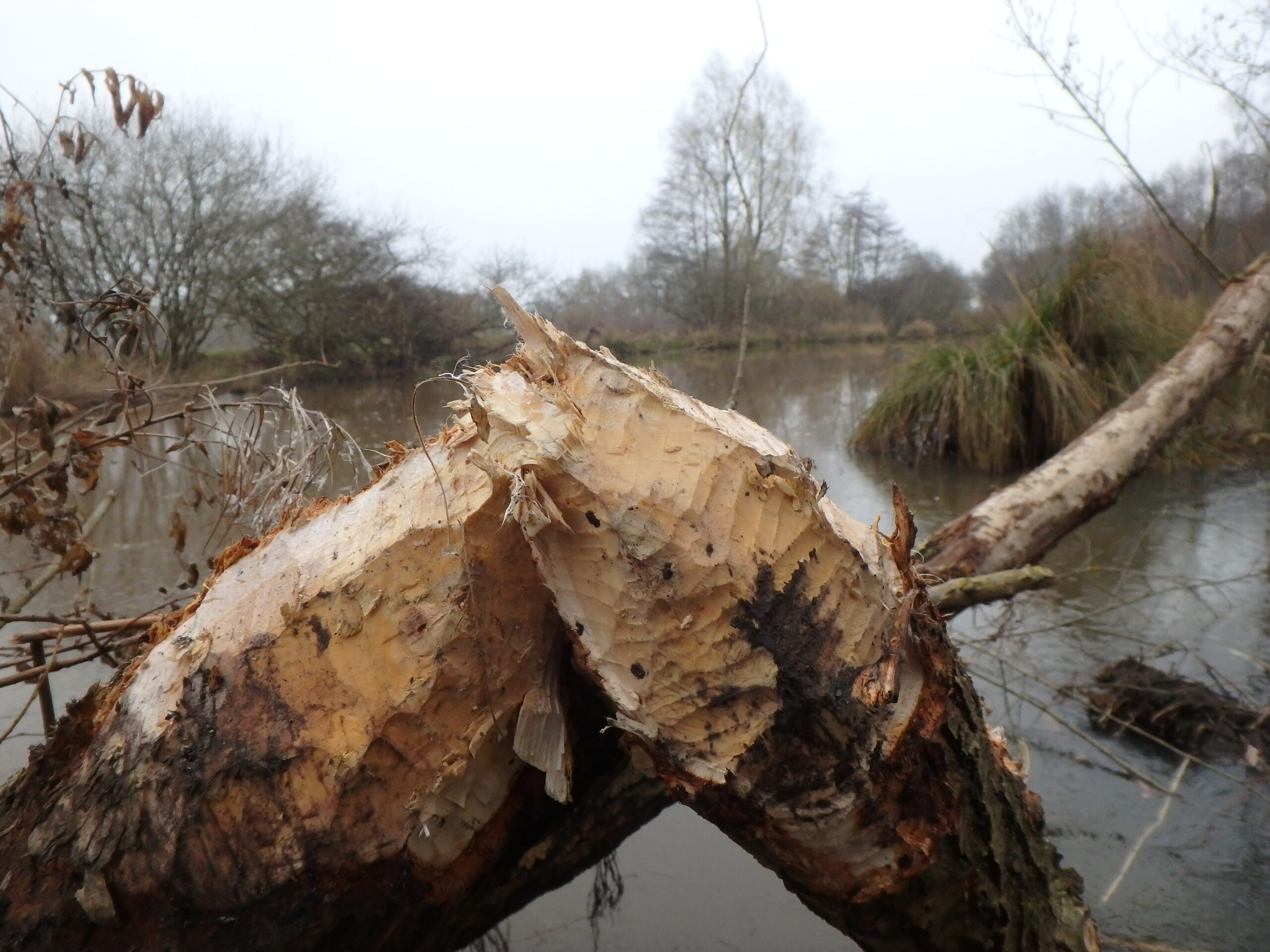 'Potloodpunten', onmiskenbaar van bevers