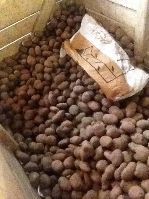 Der Aa-kerk wordt volgestort met piepers