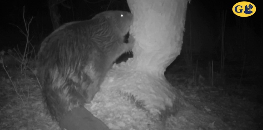 Groningse bever knaagt forse eikenboom doormidden