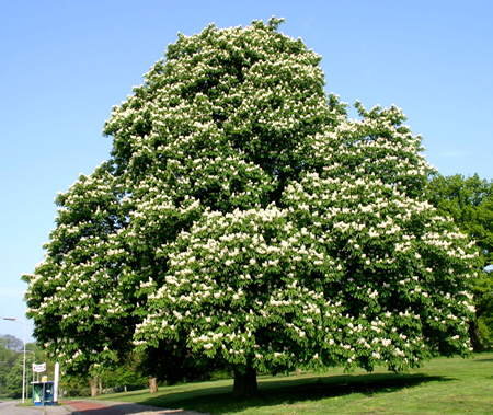 Kastanjeziekte eist opnieuw tientallen slachtoffers in Groningen