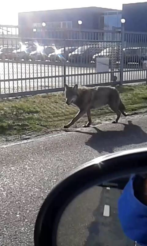 Wolf nu ook gezien in de provincie Groningen!