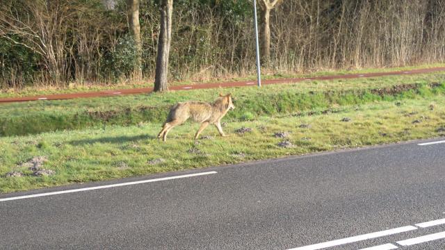 Groningse wolf was wild en Duits