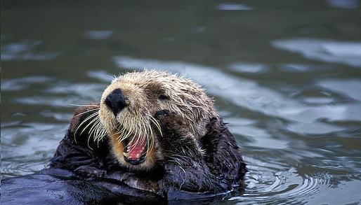 Op- en afrit bij Haren drie weekenden dicht voor plaatsen faunaduiker