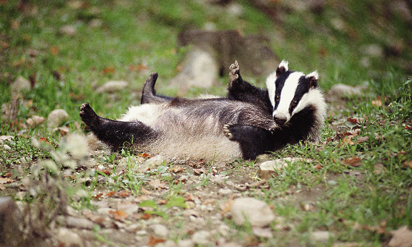 Jonge dassen geboren in Westerkwartier