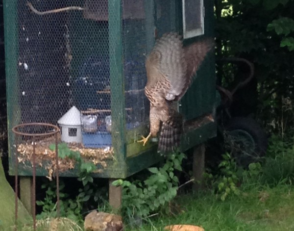 Roofvogels bezorgen Groningse duivenhouders hoofdpijn; aanval op duivenhok gefotografeerd (zie: gic.nl)