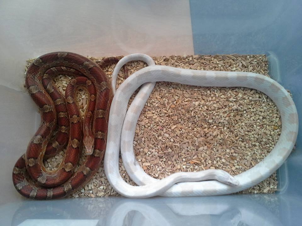 Wurgslangen ontdekt in Groningse stadsbus