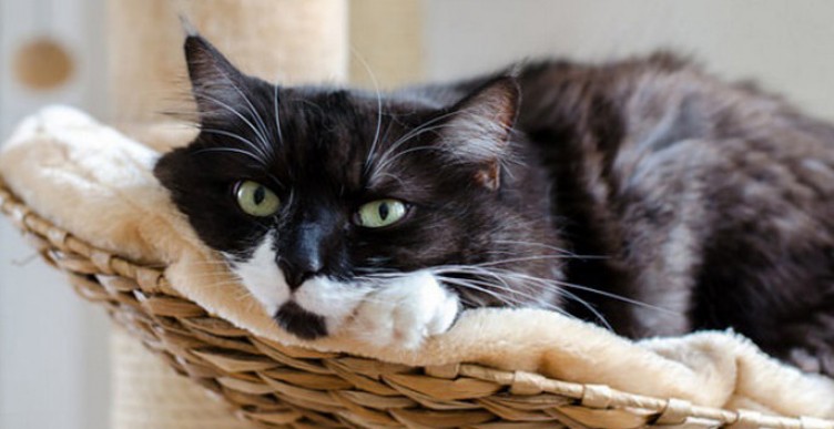 Gronings kattencafé komt met ‘Cats & Yoga’