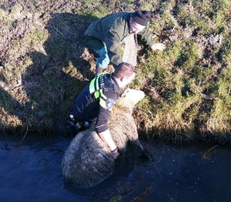 Politie redt schaap uit ijskoude sloot