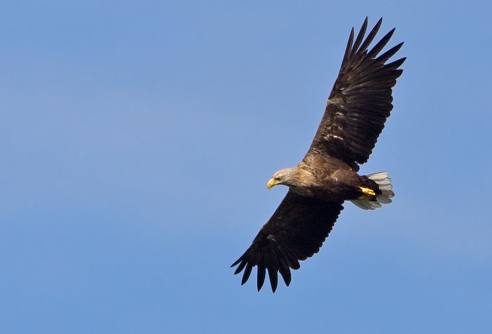 Jonge zeearend slaat zijn vleugels uit in het Hunzedal