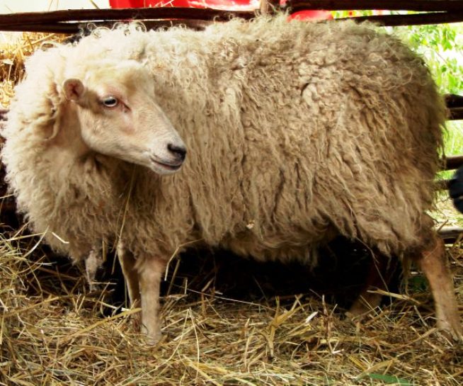 'Schaap afgeslacht op Groningse kinderboerderij'