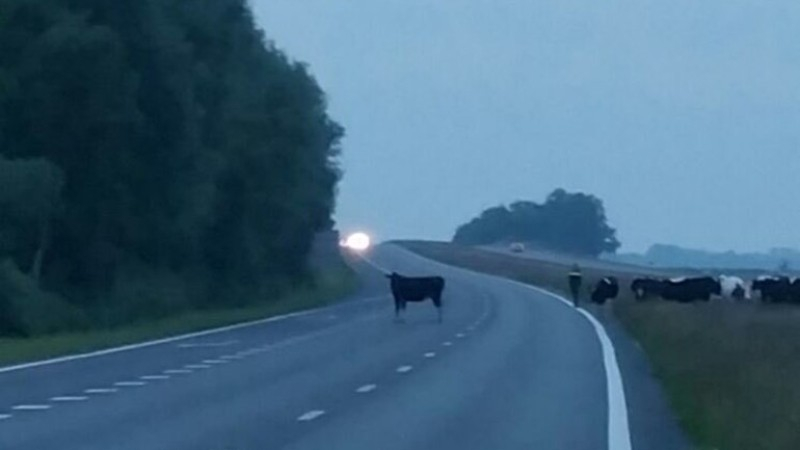 Vijftien loslopende koeien op snelweg tussen Groningen en Heerenveen