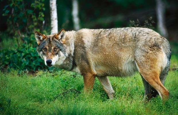 ‘Provincie moet terugkeer van wolf in Groningen beter begeleiden’
