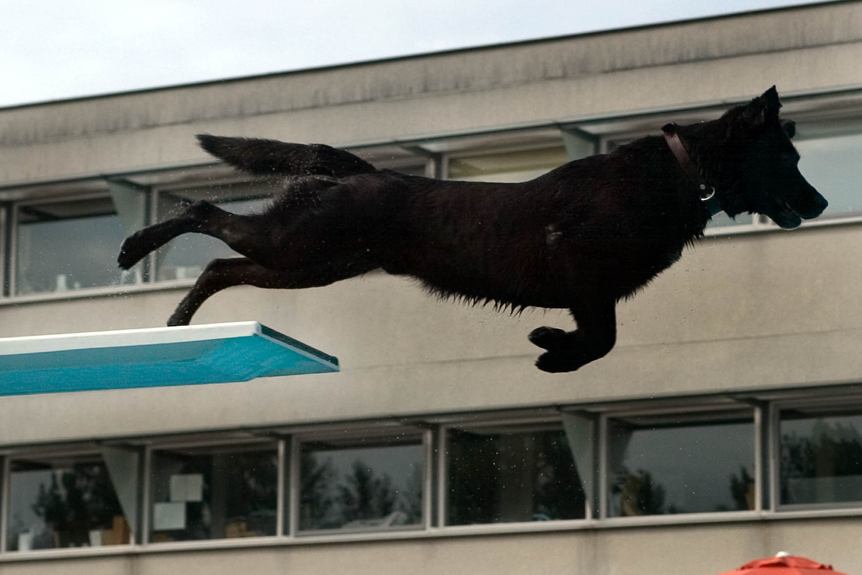 Baas en hond zwemmen in De Papiermolen