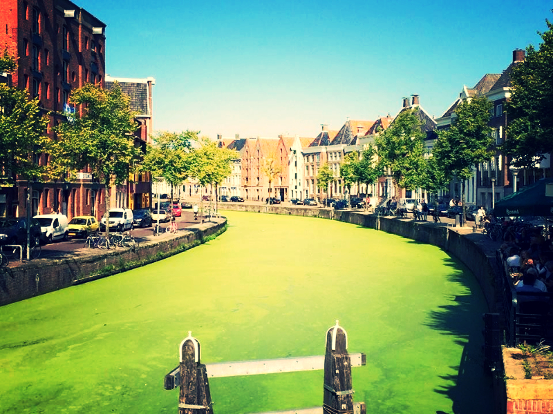 Gemeente: groene ‘goedje’ in grachten is niet schadelijk