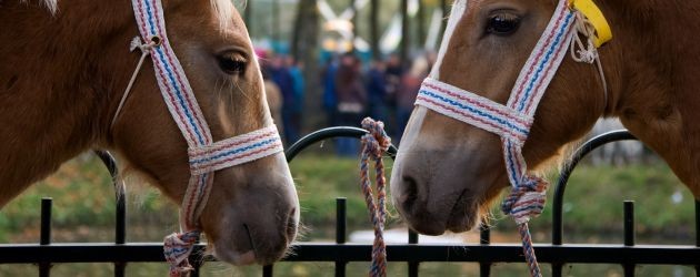Volgende week extra bussen voor bezoekers Nacht van Zuidlaren en Zuidlaardermarkt