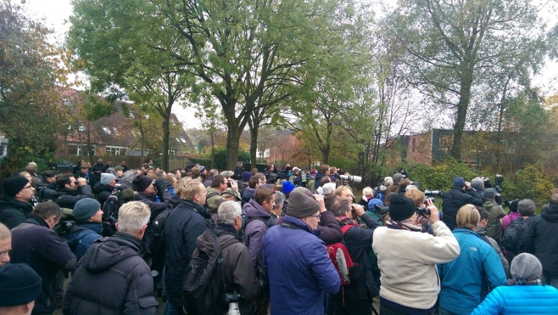 Volop vreemde vogels in de ‘magische zuidwestpunt’ van Beijum