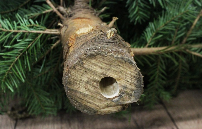 Gronings bedrijf heeft succes met voorgeboorde kerstbomen