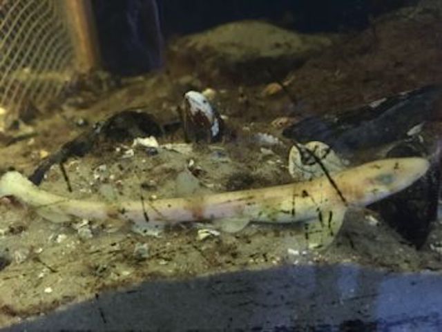 Haaienei uitgekomen in bezoekerscentrum Lauwersoog