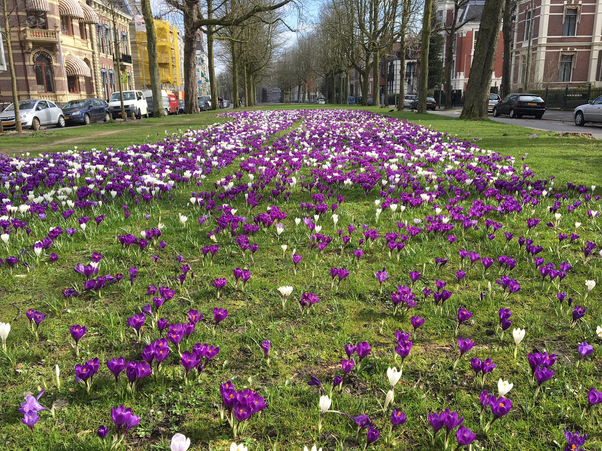 Lente in Groningen; krokussen bloeien uitbundig