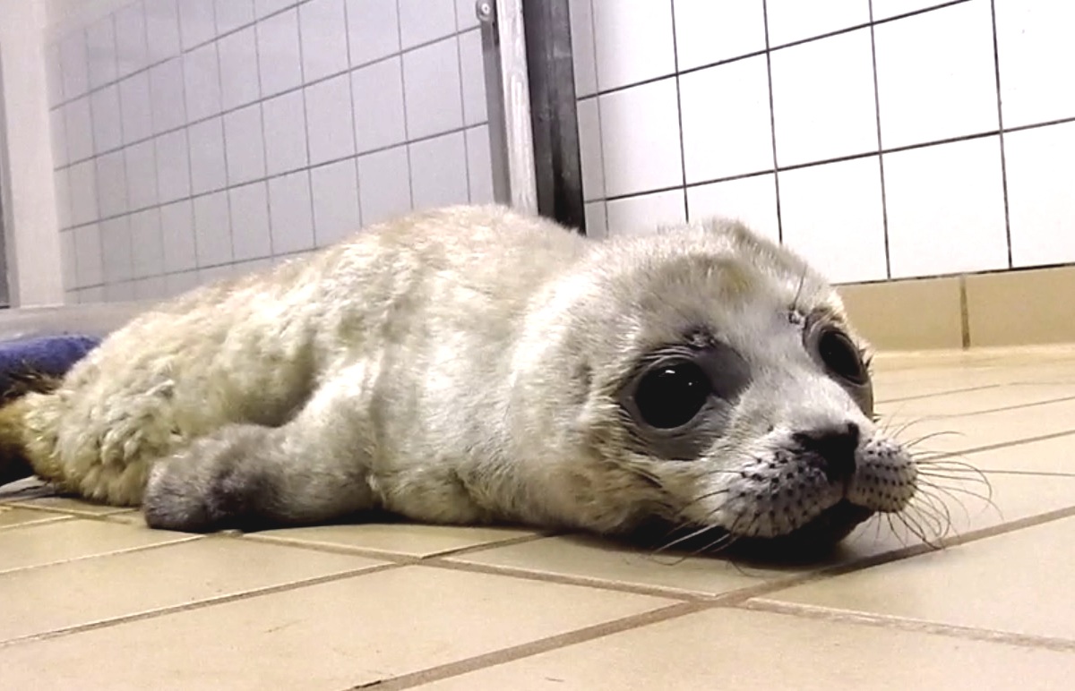 Kleinste zeehondenpup Gijsje toch nog overleden
