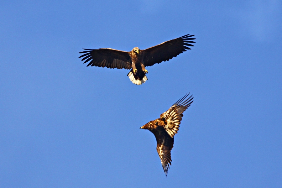 Primeur: voor het eerst zeearend geboren in gemeente Groningen