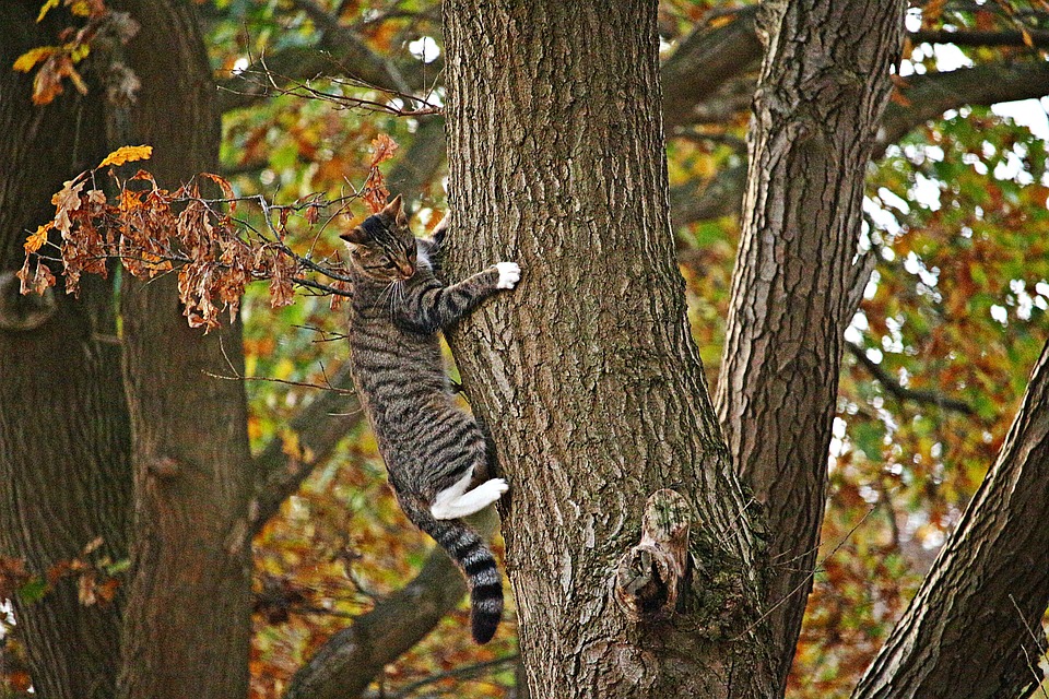 Brandweer haalt angstige man uit boom die  kat wilde redden