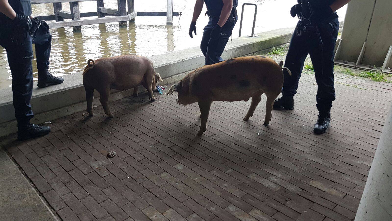 Politie vangt ontsnapte varkentjes