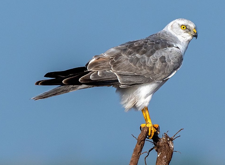 Steppekiekendief nestelt op Groningse akker
