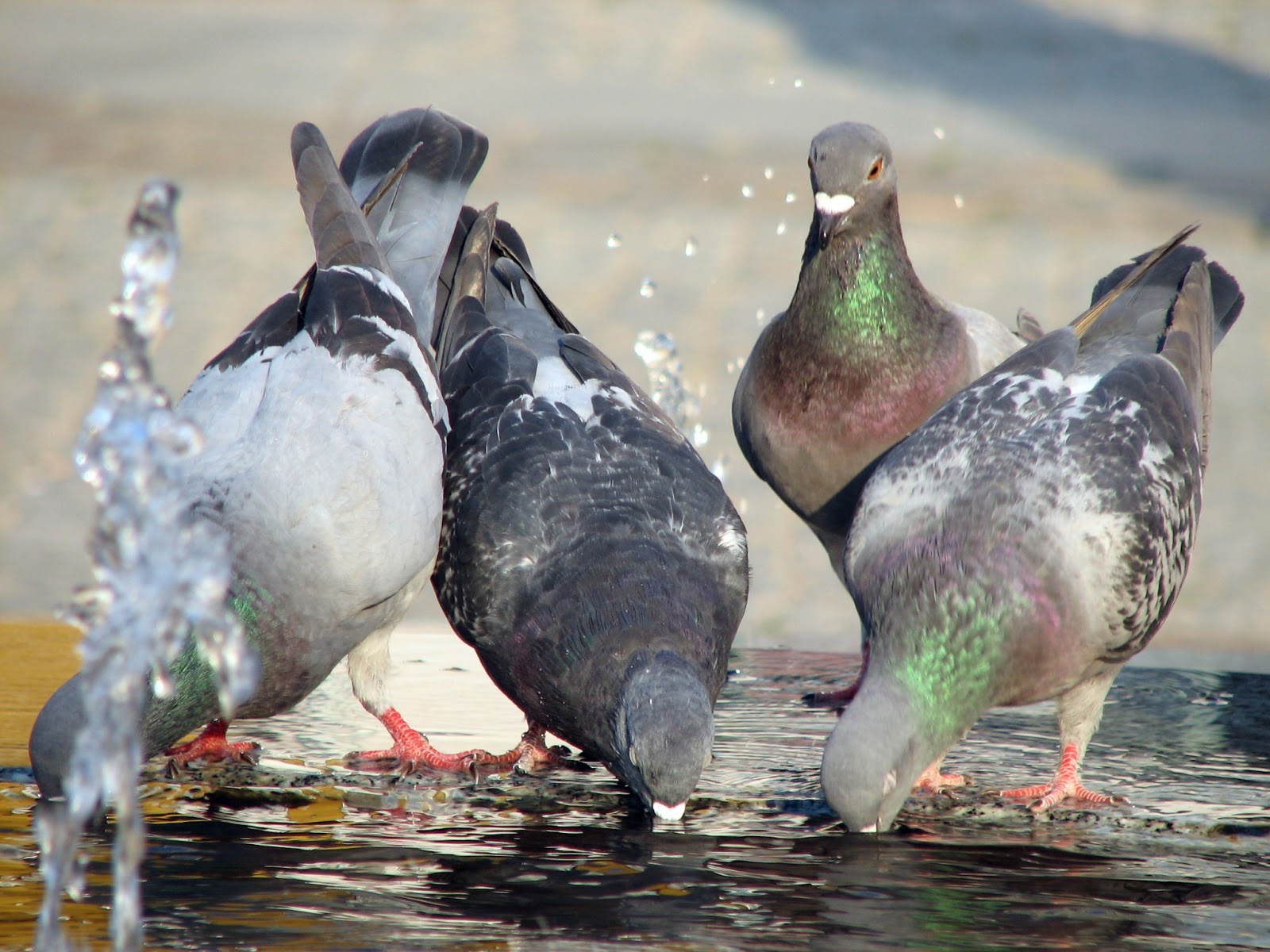 In sommige gemeenten mag je je niet verkleden als Sinterklaas; wat mag er in Groningen niet?