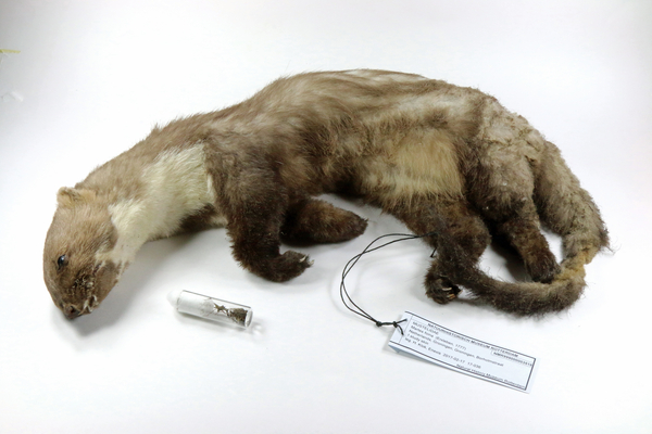 Rotterdams museum neemt Groningse 'stroomstoringsteenmarter' op in collectie