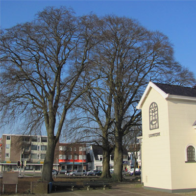 4. Beuken Damkerk Hoogezand (1835)