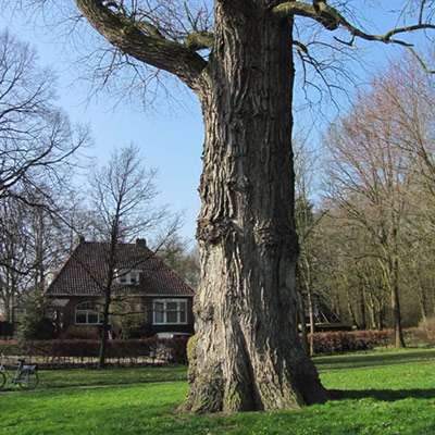 Nummer 3: Zwarte populier Heiligerlee (1870)