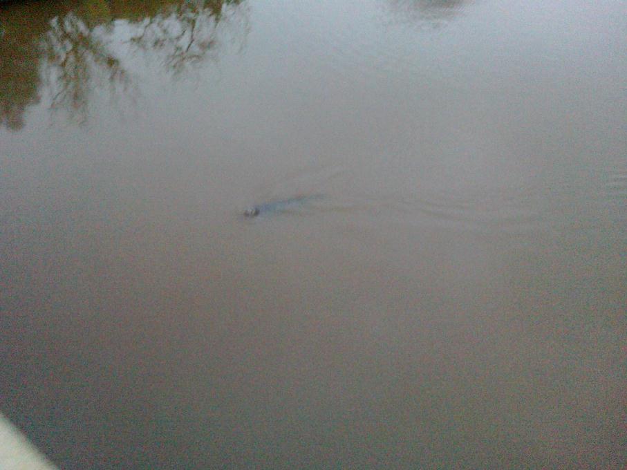 Zeehondencentrum Pieterburen houdt open dagen