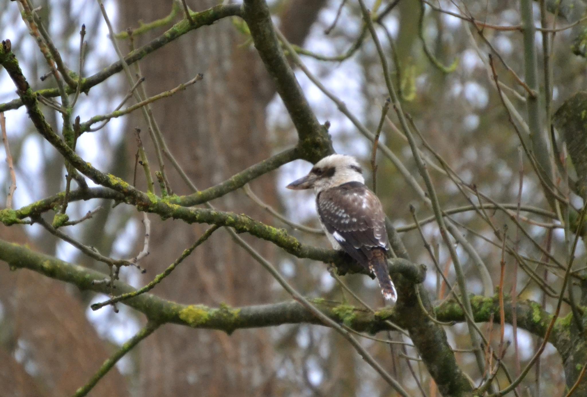 Lachen: een kookaburra op het Groninger Hoogeland!
