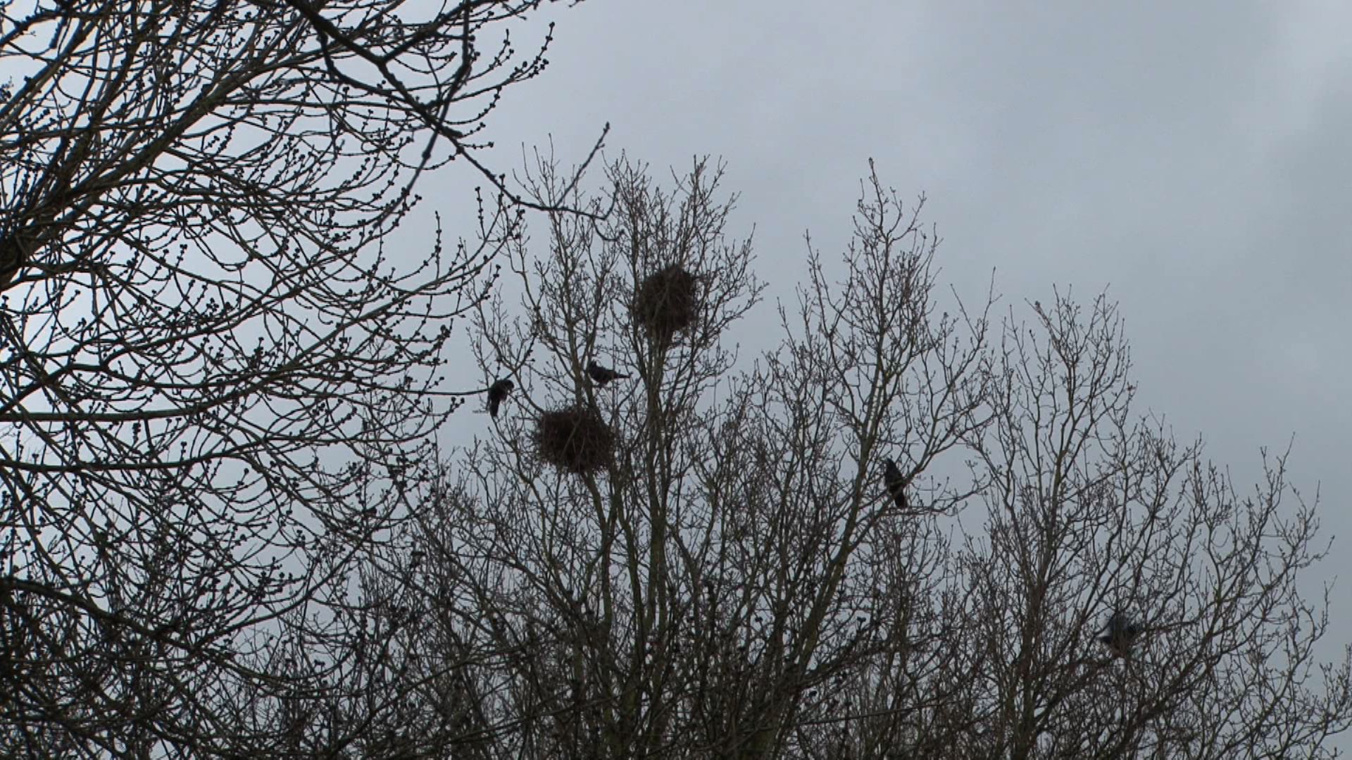 Roeken in Loppersum verjaagd met megafoons