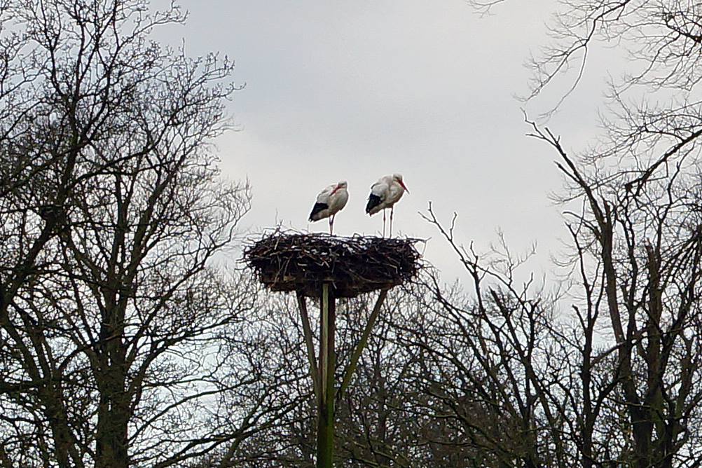 Ooievaars terug op nest op steenworp van Groningen