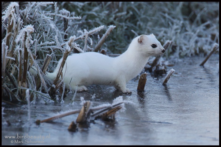 Witte Hermelijn nabij Groningen gefotografeerd