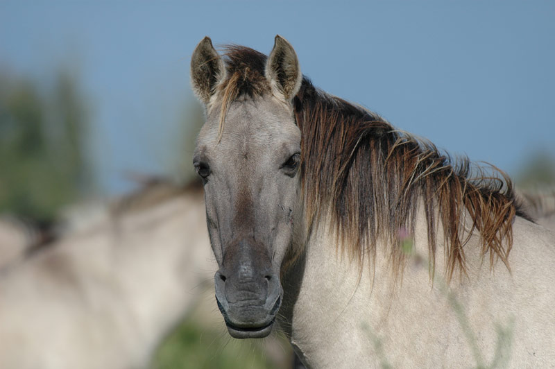 Groninger Landschap hakt wakken voor vee