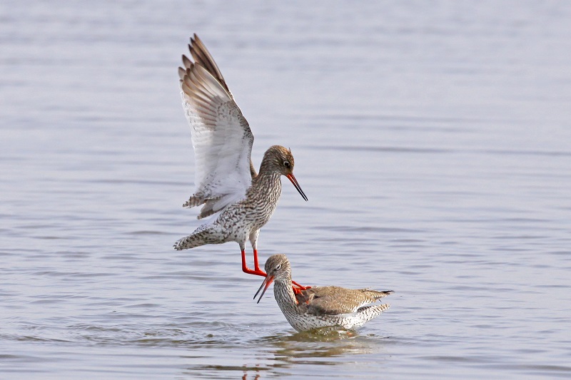 Vogels spotten vlakbij Stad tijdens wandeltocht Groninger Landschap
