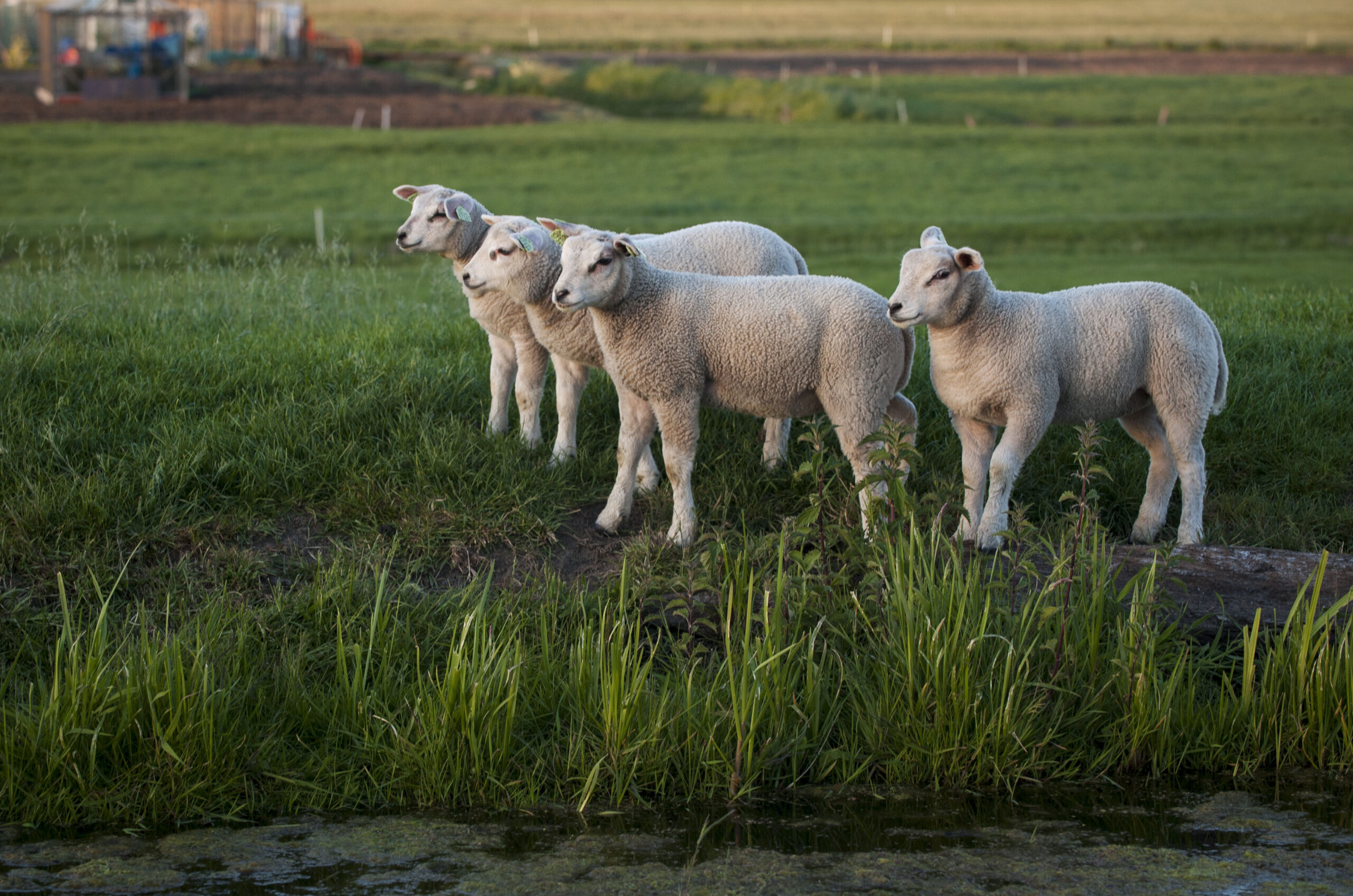 Lammetjesdagen nabij Groningen in Paasweekend