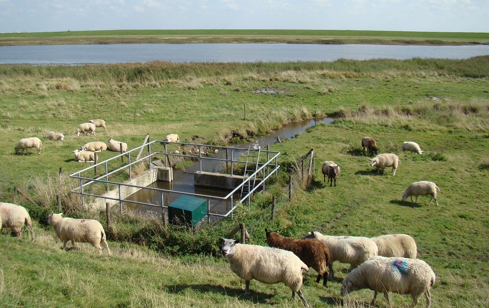 Groninger Landschap organiseert struintocht langs de Dollard voor het hele gezin