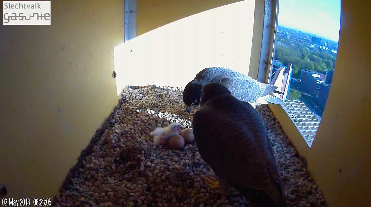 Slechtvalk geboren in nestkast Gasunie